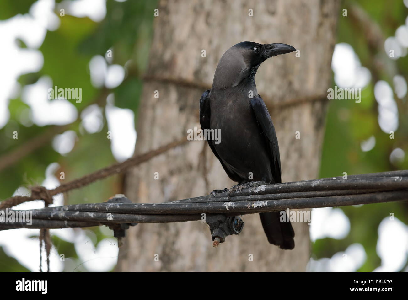 Crow lumineux au Sri Lanka Banque D'Images