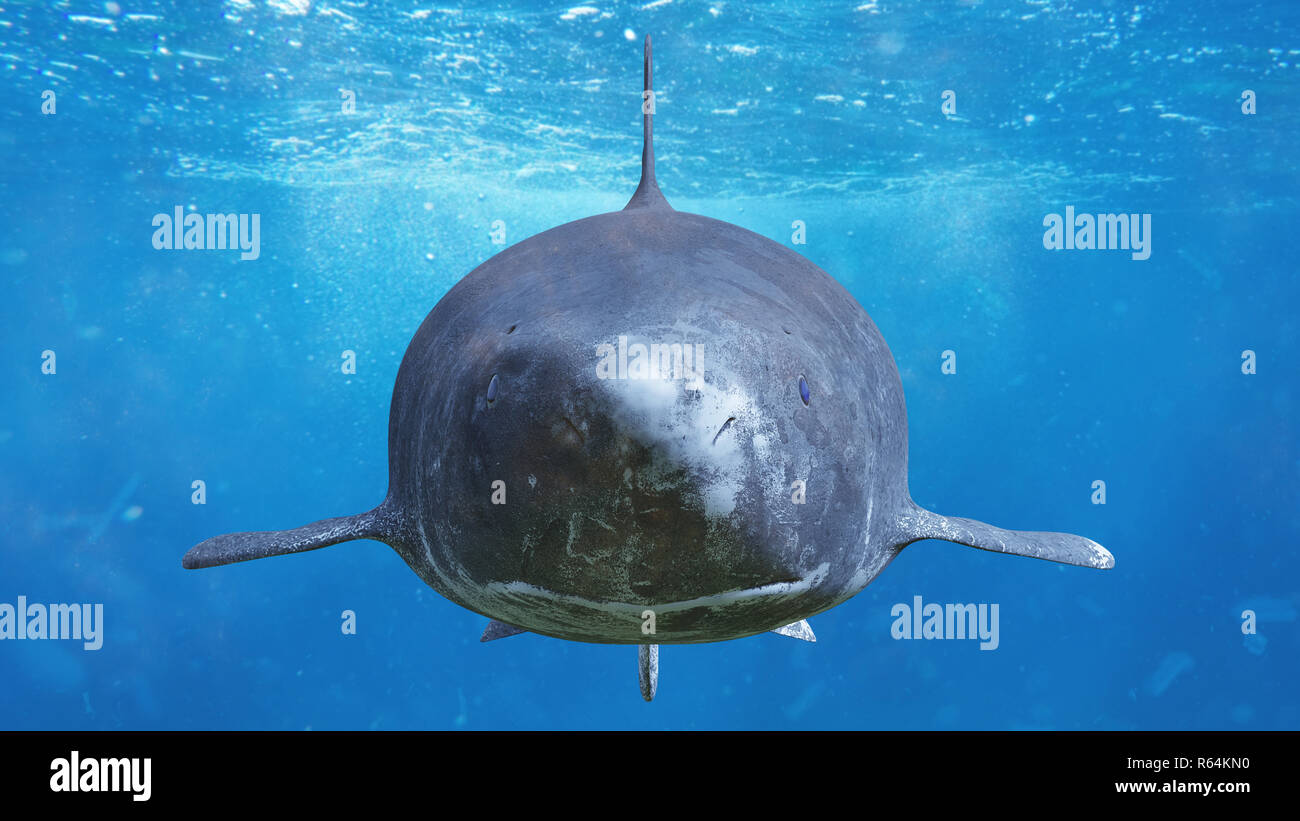 Rencontre, le requin du Groenland Somniosus microcephalus, espèces de requins de haute mer Banque D'Images