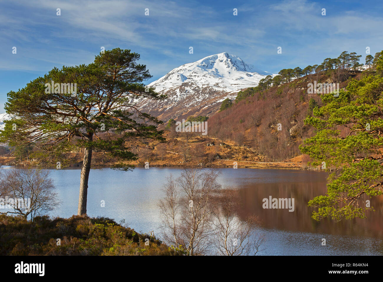 Le pin sylvestre (Pinus sylvestris) de forêt écossaise le long de Loch Affric en hiver, Glen Affric, Inverness-shire, les Highlands écossais, Highland, Scotland Banque D'Images
