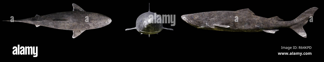 Requin du Groenland isolé sur fond noir, Somniosus microcephalus dans différentes vues Banque D'Images