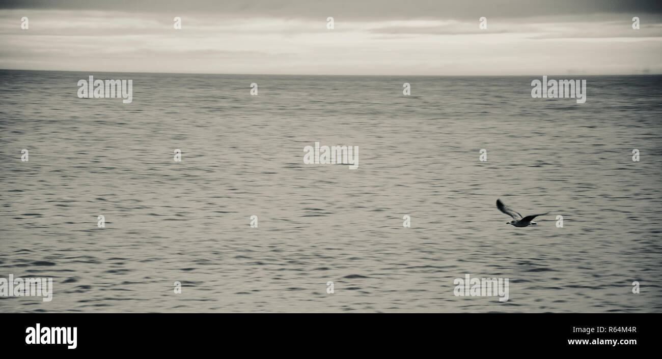 Grand écran panoramique silvertone shot d'une mouette planeur seul juste au-dessus de la flottaison sur la côte de la mer du Nord, Angleterre, Royaume-Uni. Banque D'Images