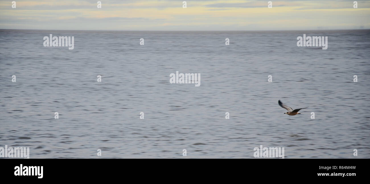Grand écran panoramique tourné d'une mouette planeur seul juste au-dessus de la flottaison sur la côte de la mer du Nord, Angleterre, Royaume-Uni. Banque D'Images