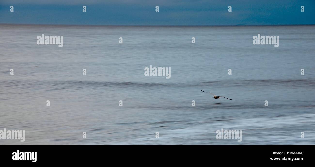 Grand écran panoramique silvertone shot d'une mouette planeur seul juste au-dessus de la flottaison sur la côte de la mer du Nord, Angleterre, Royaume-Uni. Banque D'Images