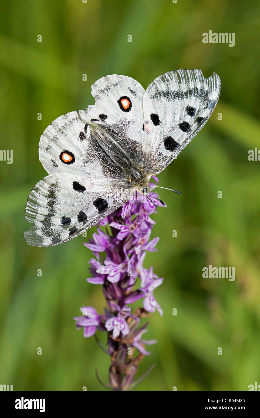 Mountain apollo (Parnassius apollo) butterfly se nourrissant de nectar de fleur, originaire d'alpages et pâturages de montagnes d'Europe continentale Banque D'Images