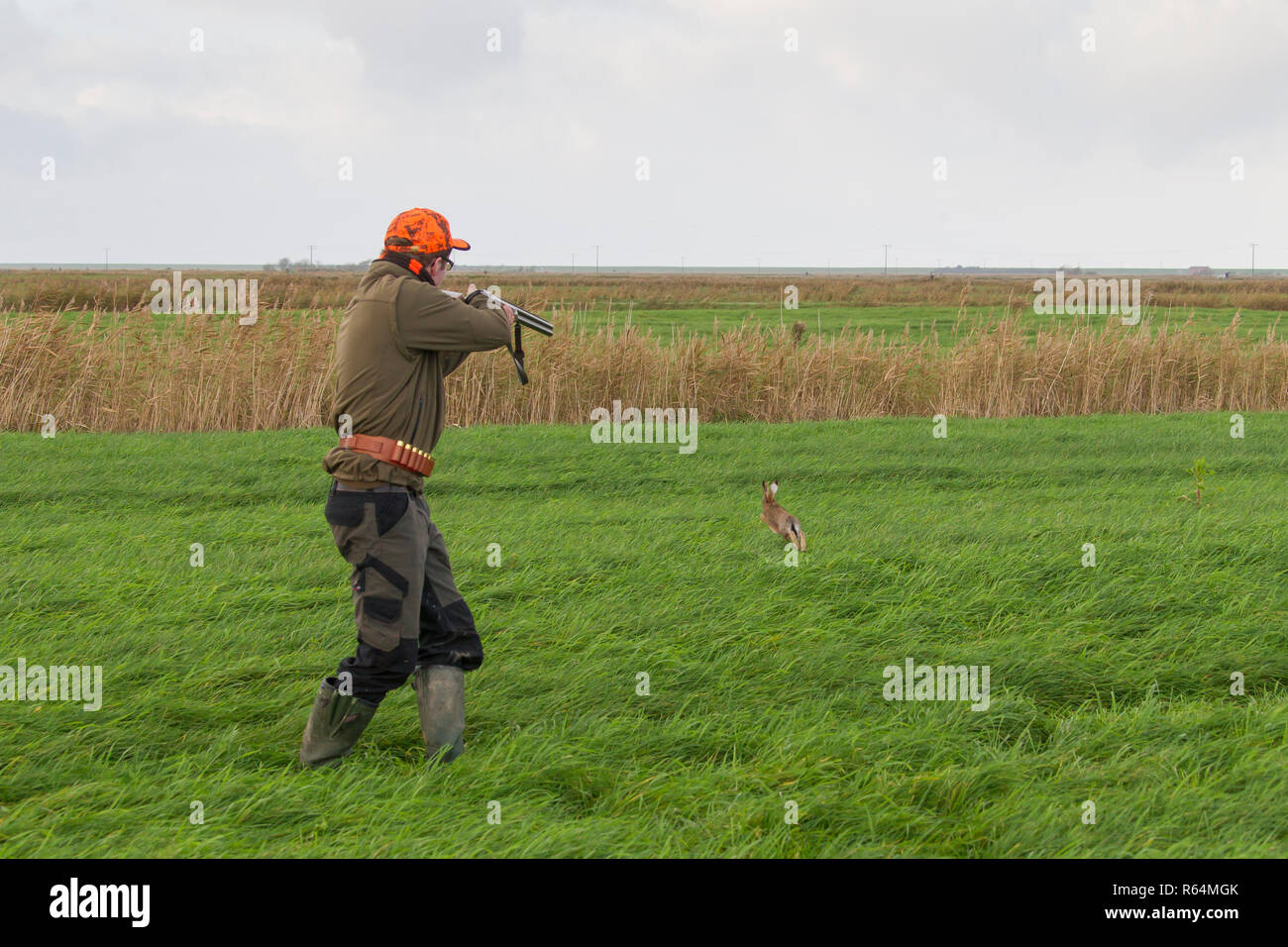 Hunter avec la carabine fuyant le lièvre brun (Lepus europaeus) dans les Prairies au cours de la saison de chasse à l'automne Banque D'Images