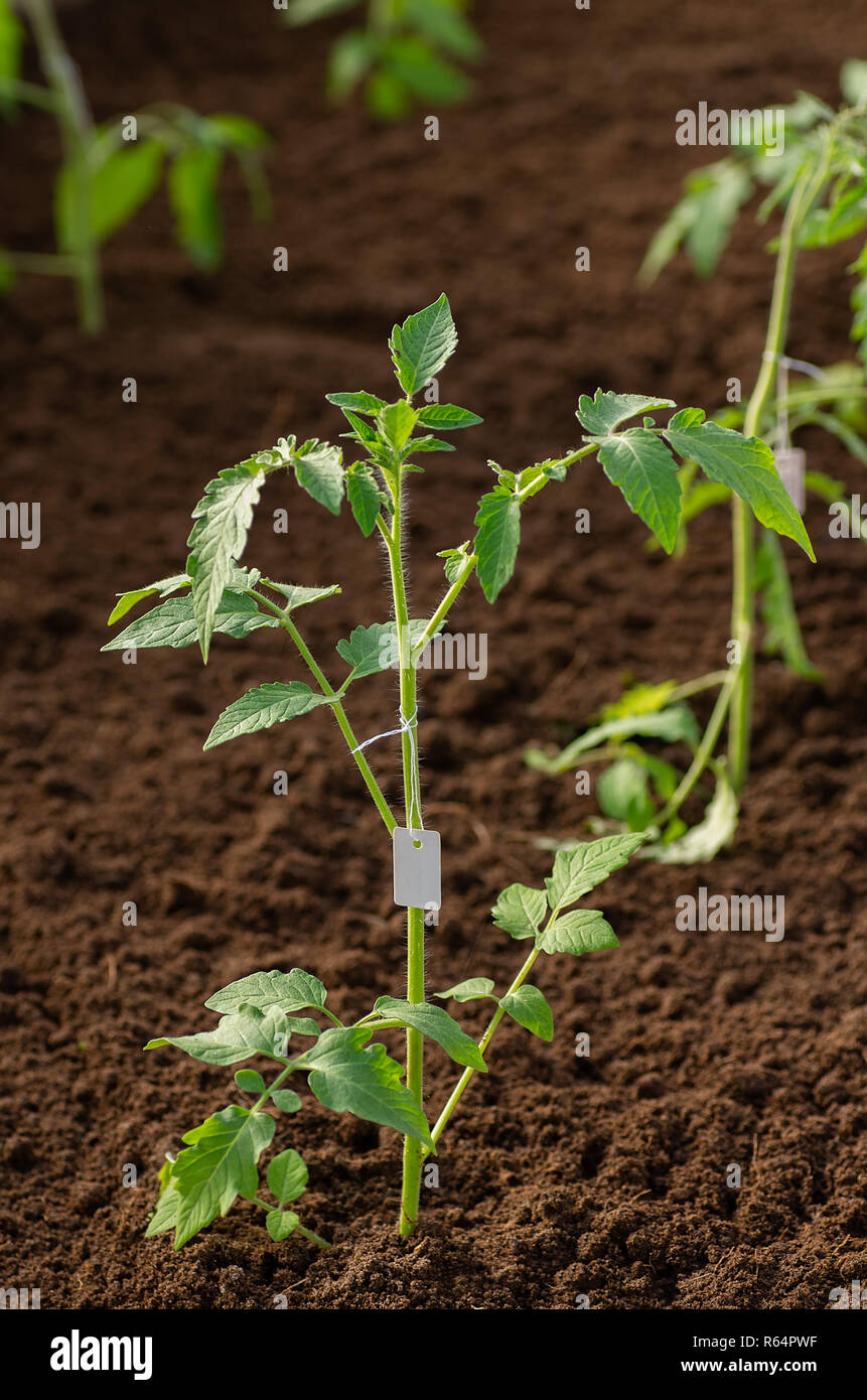 Plants de tomates dans la serre au printemps. Les plantules de tomate pour le jardin. Banque D'Images