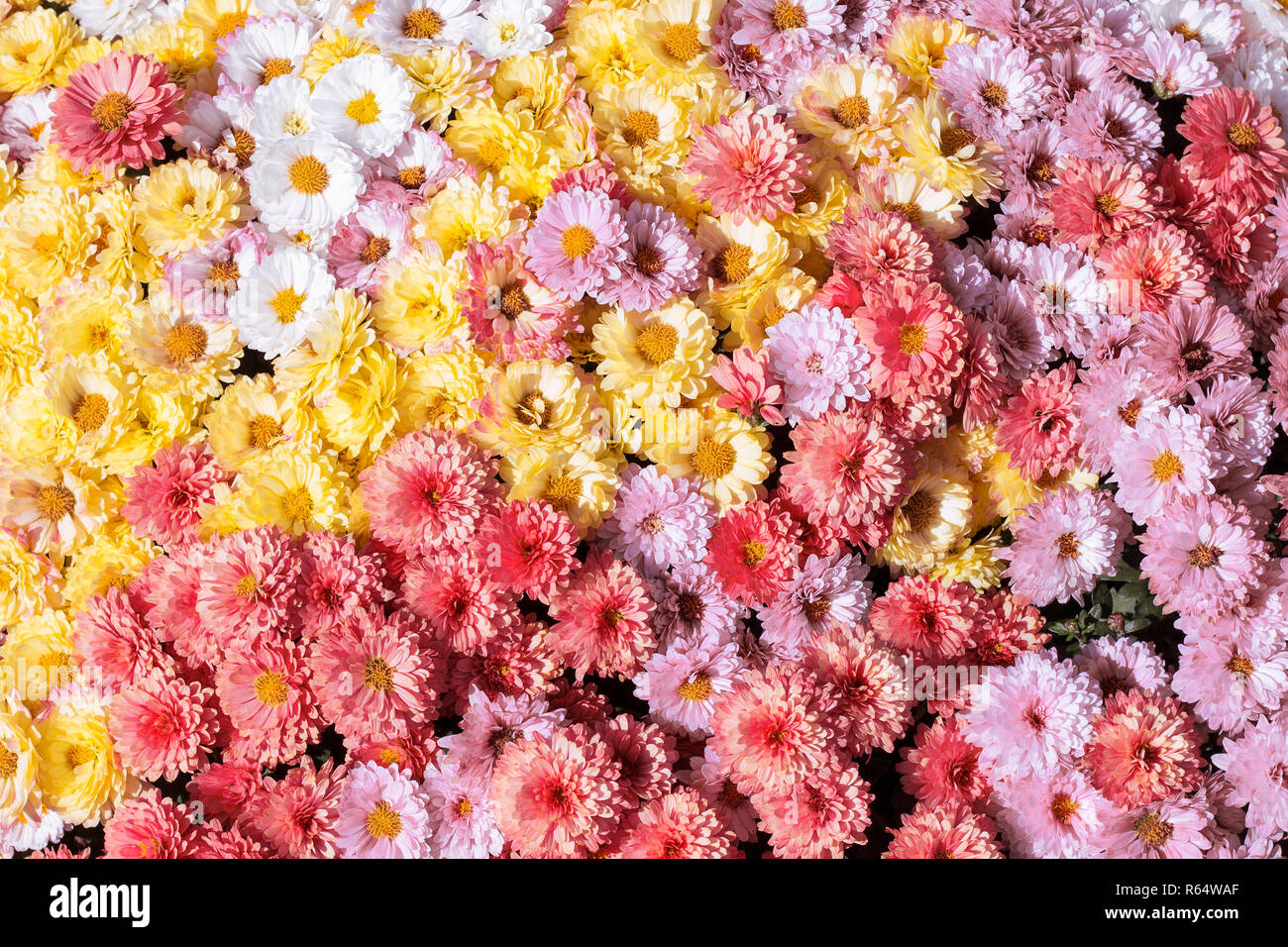 Un gros bouquet de jaune, blanc, rouge et rose chrysanthèmes en automne journée ensoleillée Banque D'Images