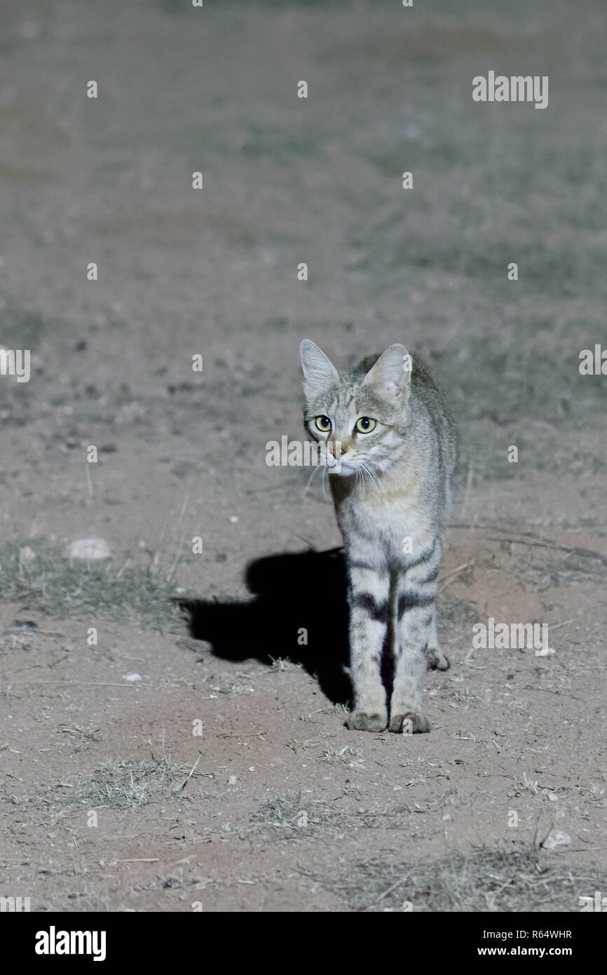 Chat Sauvage D Afrique Photo Stock Alamy