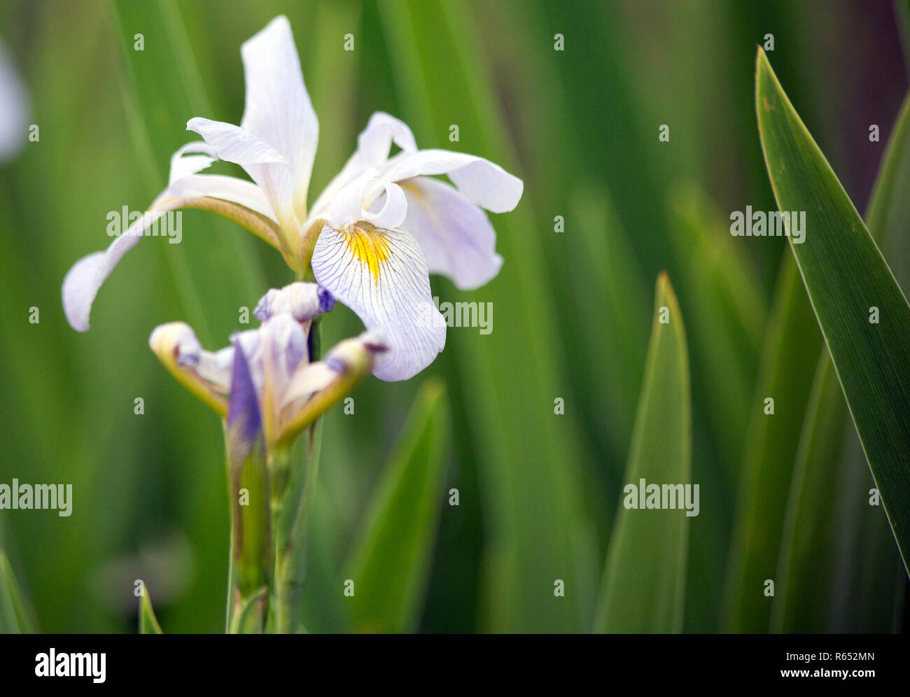 Gros plan d'une jolie fleur, violet et or iris de Louisiane Banque D'Images