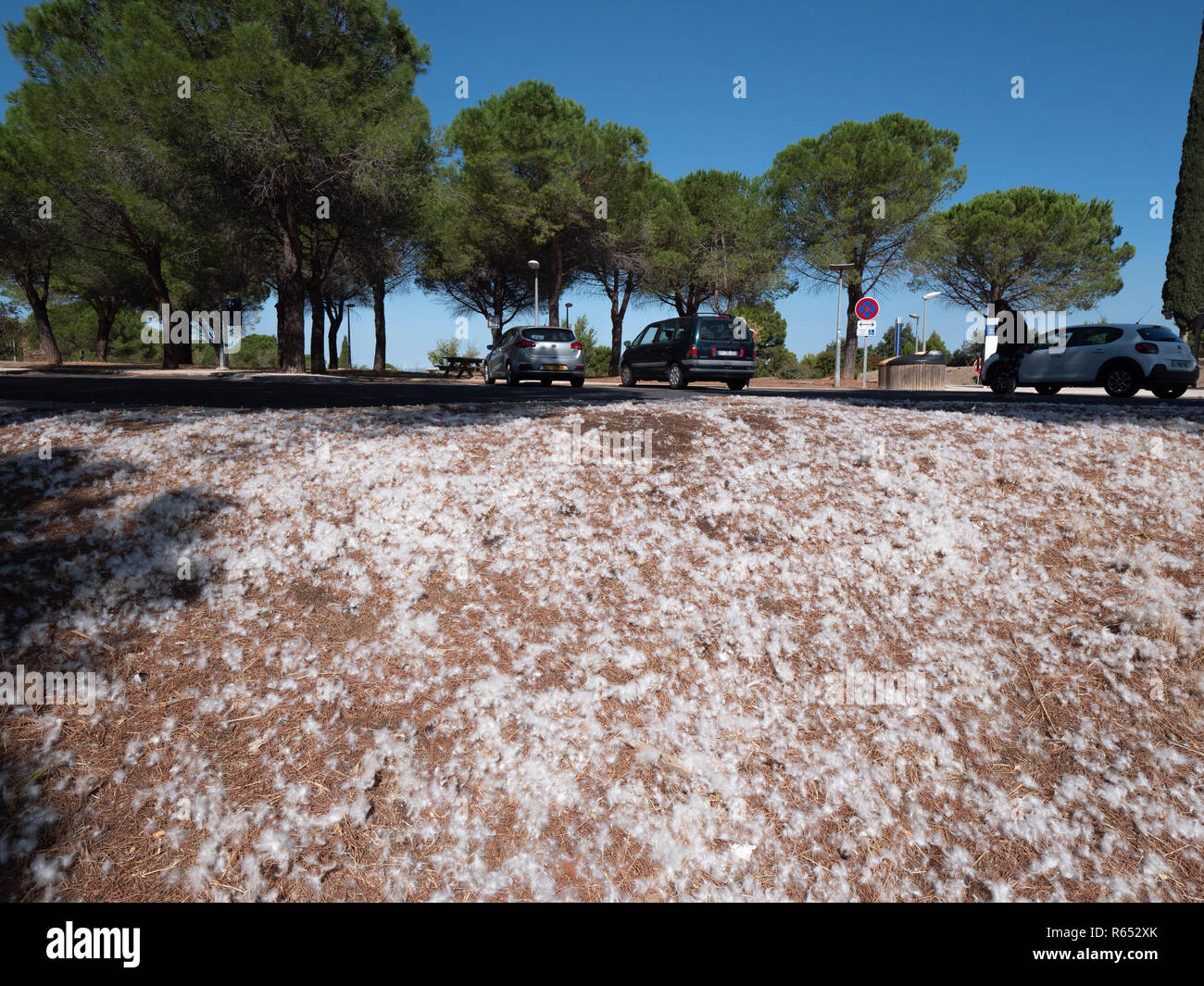 Plumes de duvet blanc sur le sol dans un parking sur l'autoroute aire de repos près de Carcassonne, dans le sud de la France Banque D'Images