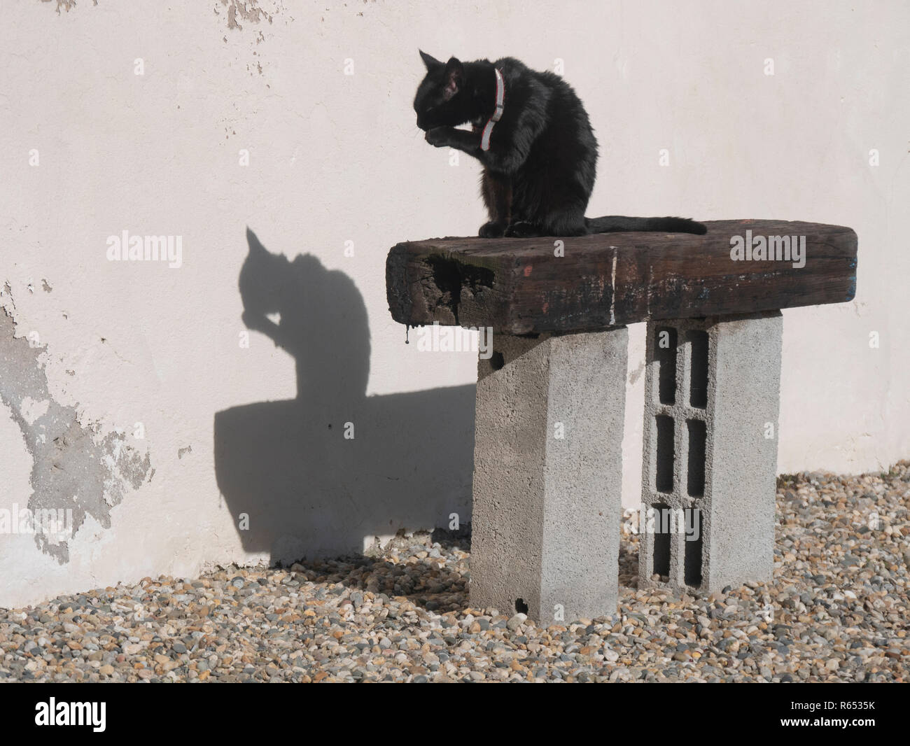 Un retour cat jeter une ombre noire sur un mur comme il est assis sur un banc de fortune à l'extérieur d'une maison de village dans le sud de la France Banque D'Images