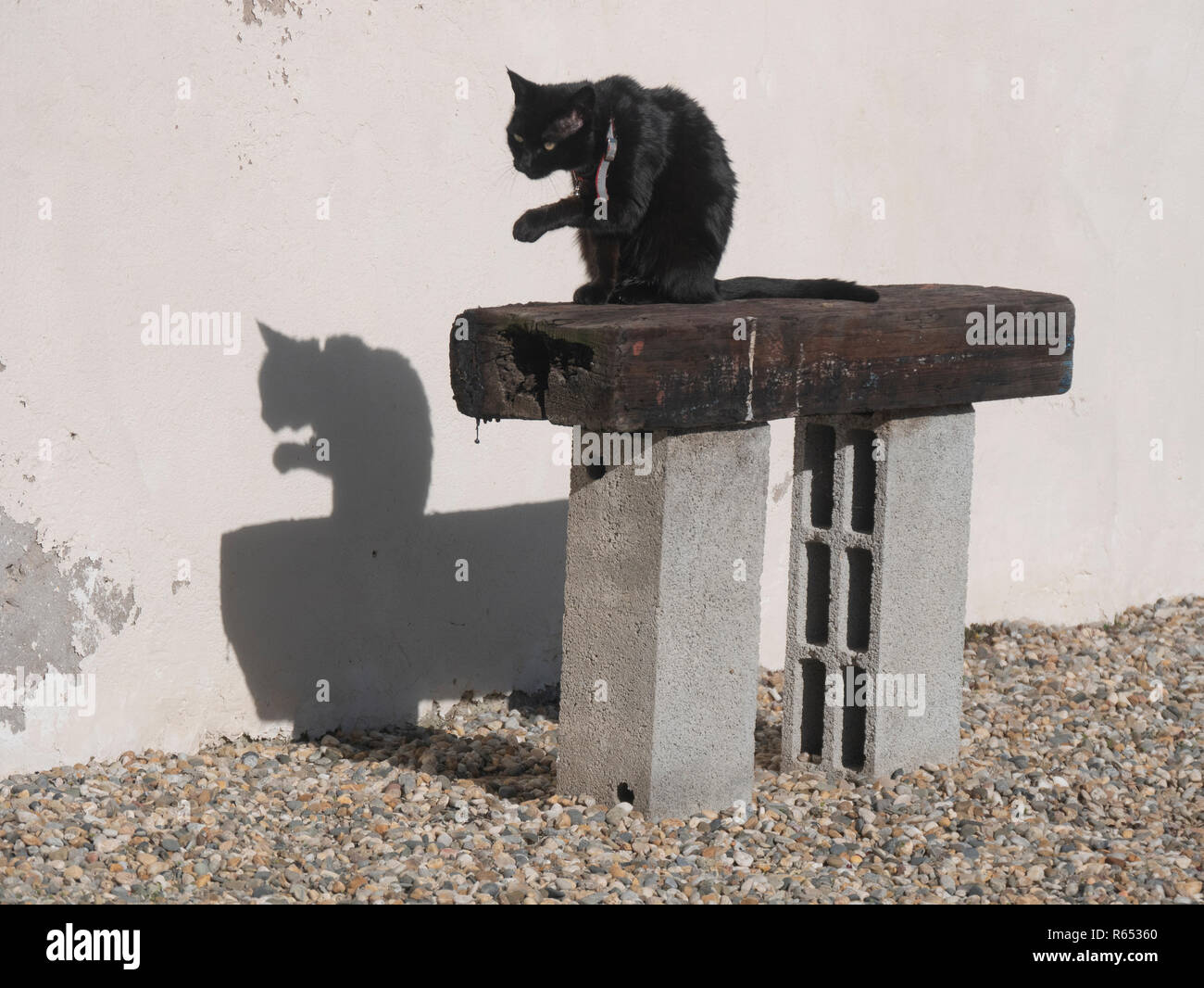 Un retour cat jeter une ombre noire sur un mur comme il est assis sur un banc de fortune à l'extérieur d'une maison de village dans le sud de la France Banque D'Images
