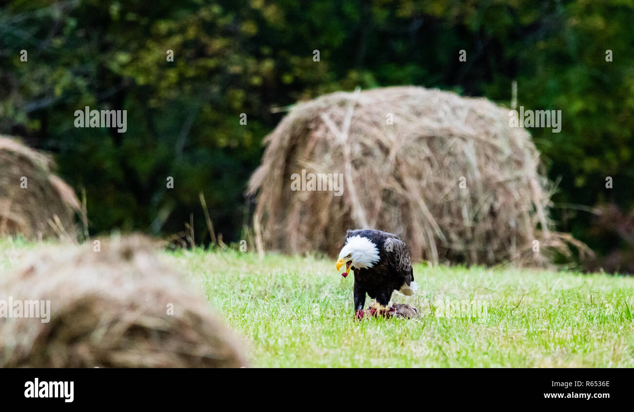 Après les vautours gauche, ce American Bald Eagle ont pleinement profité des reports à gauche. Situé dans la région de Teresita, New York 2018 Banque D'Images
