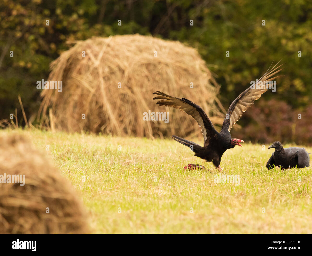 Un vautour noir face & certains l'urubu se quereller sur un carcuss c'est dans le pâturage situé dans la région de Teresita, New York 2018 Banque D'Images