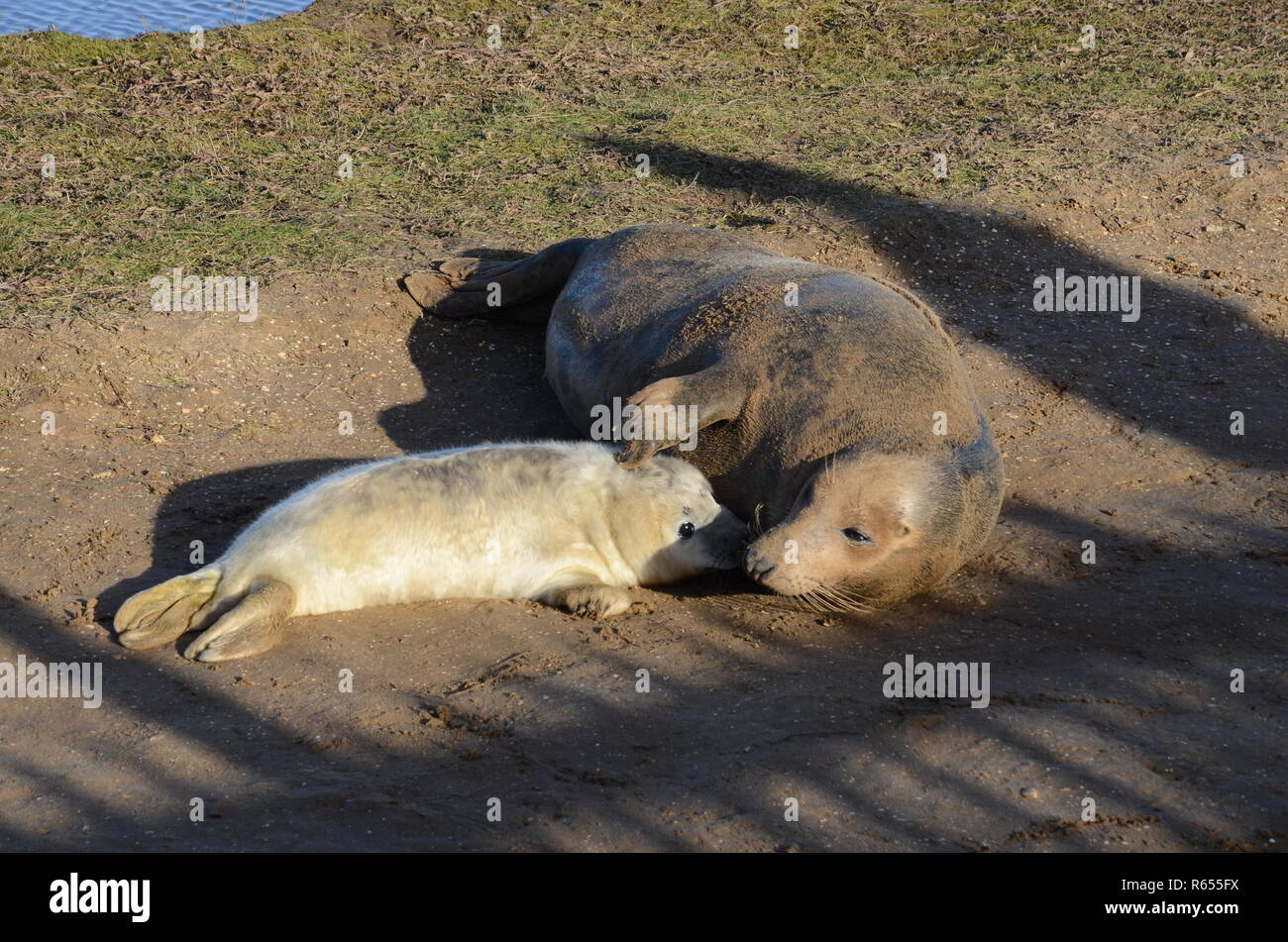 Mother brushing ou caresser bébé nouveau-né pup avec sa nageoire tendue, colonie de phoques gris, Donna Nook, Lincolnshire, Angleterre, Royaume-Uni. Banque D'Images