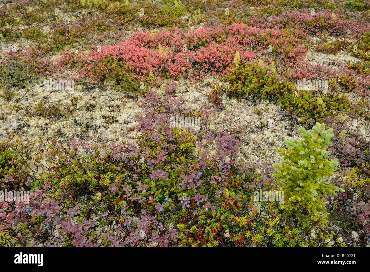 La toundra Toundra Arctique- de la communauté végétale de l'Arctique, de bleuets Haven lodge on Lake Ennadai, Territoire du Nunavut, Canada Banque D'Images