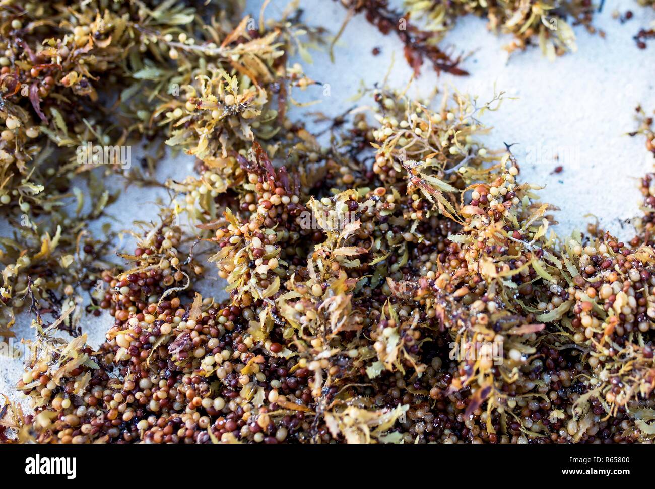 Close up de Sargassum seaweed, un genre de Brown (classe Phaeophyceae) des macroalgues (algues) dans l'ordre Fucales, échoués sur la côte caraïbe du moi Banque D'Images