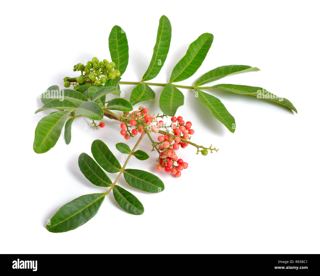 Schinus terebinthifolia ou mock orange, aroeira ou rose Poivre, Poivre, arbre à feuilles larges ou wililaiki Christmasberry wilelaiki, et la Floride H Banque D'Images