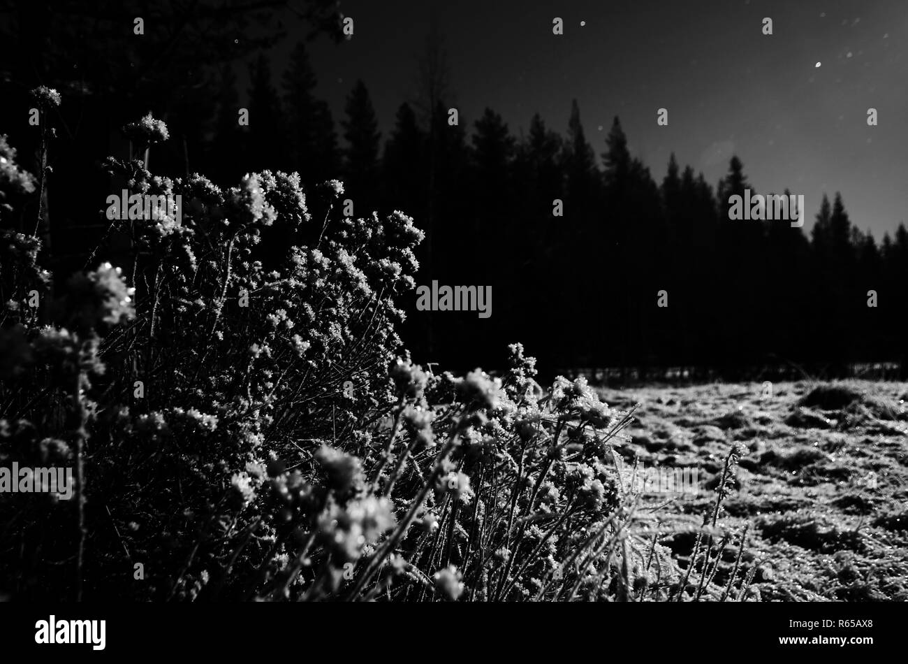 Image en noir et blanc de l'arbuste de nuit d'hiver nordique. Banque D'Images