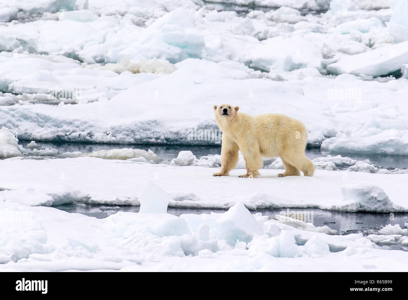 L'ours polaire (Ursus maritimus), sur la glace du printemps sur la côte orientale de l'Edgeøya, archipel du Svalbard, Norvège. Banque D'Images
