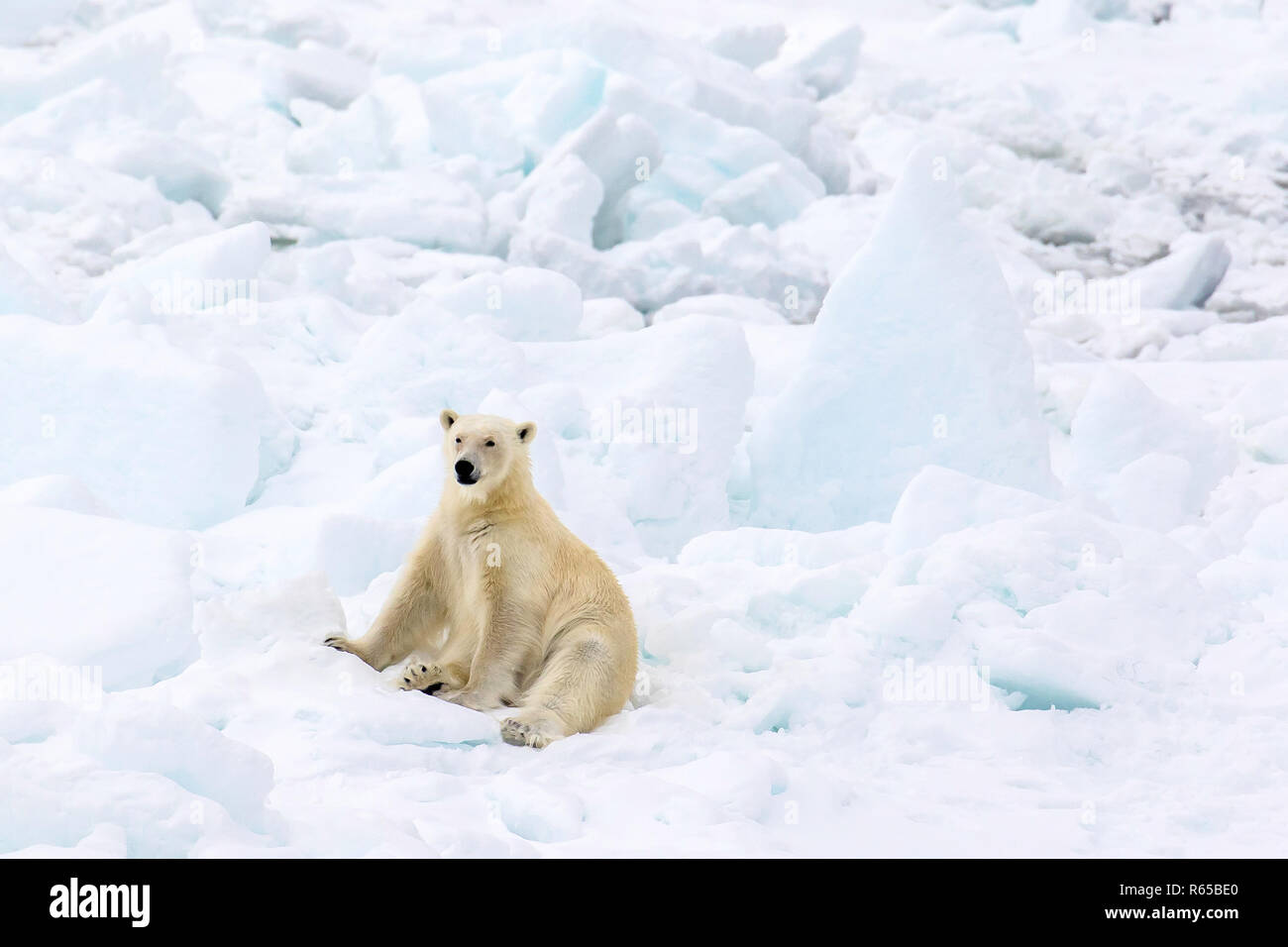 Un adulte l'ours blanc, Ursus maritimus, sur la glace du printemps sur la côte orientale de l'Edgeøya, Svalbard, Norvège. Banque D'Images