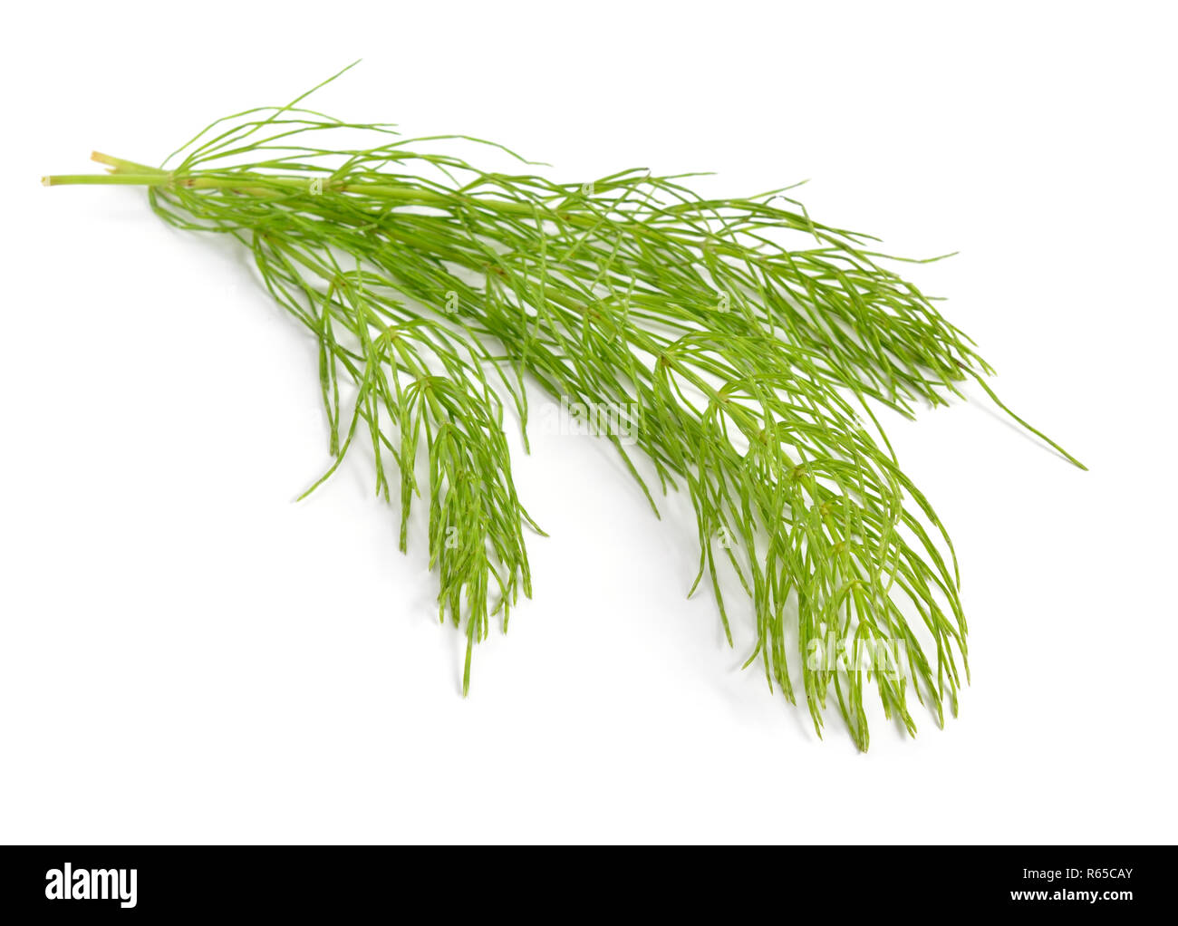 La prêle Equisetum, serpent, herbe, puzzlegrass. Isolé sur fond blanc. Banque D'Images