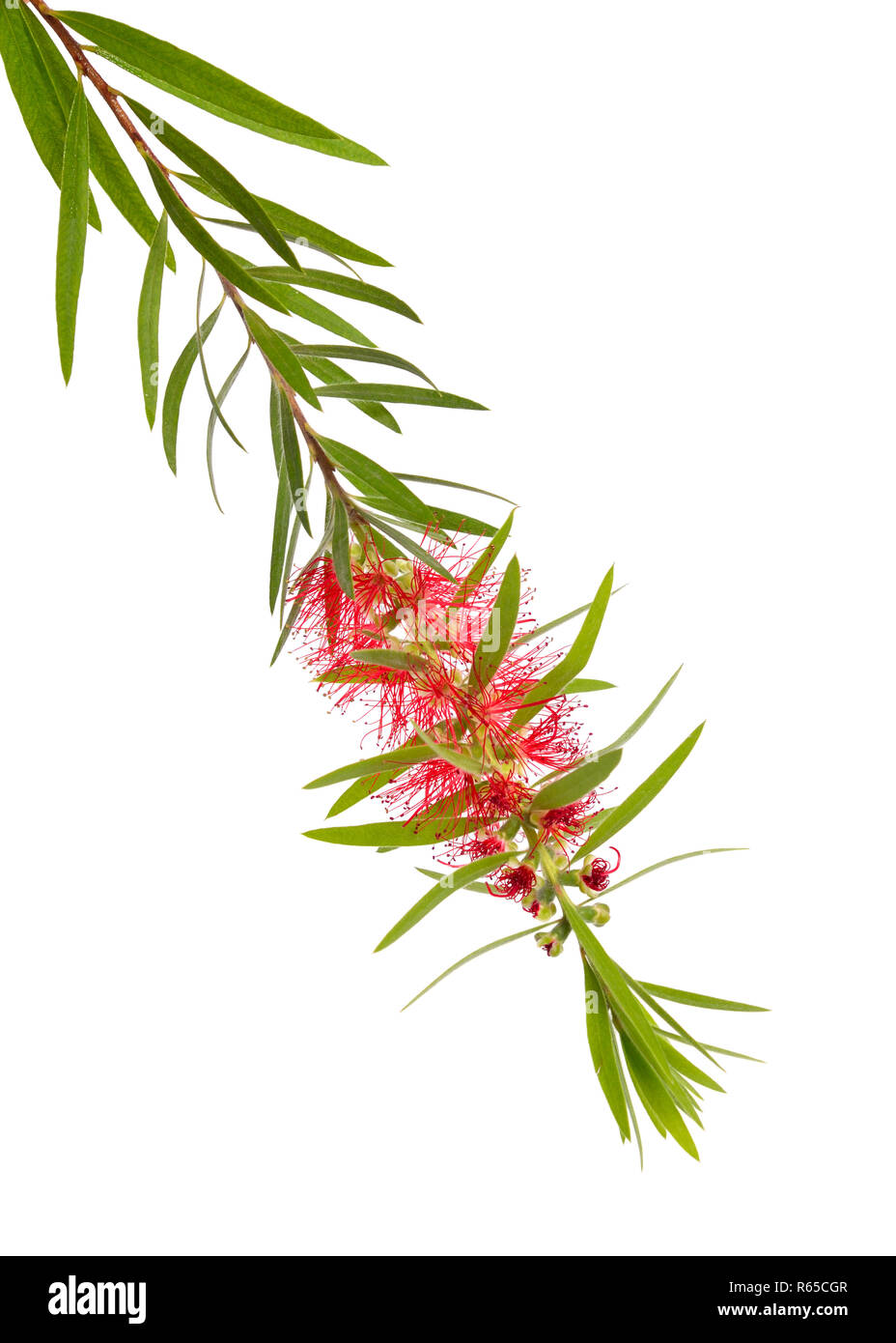 Rameau de l'arbre à thé Melaleuca avec fleurs. Isolé sur fond blanc. Banque D'Images