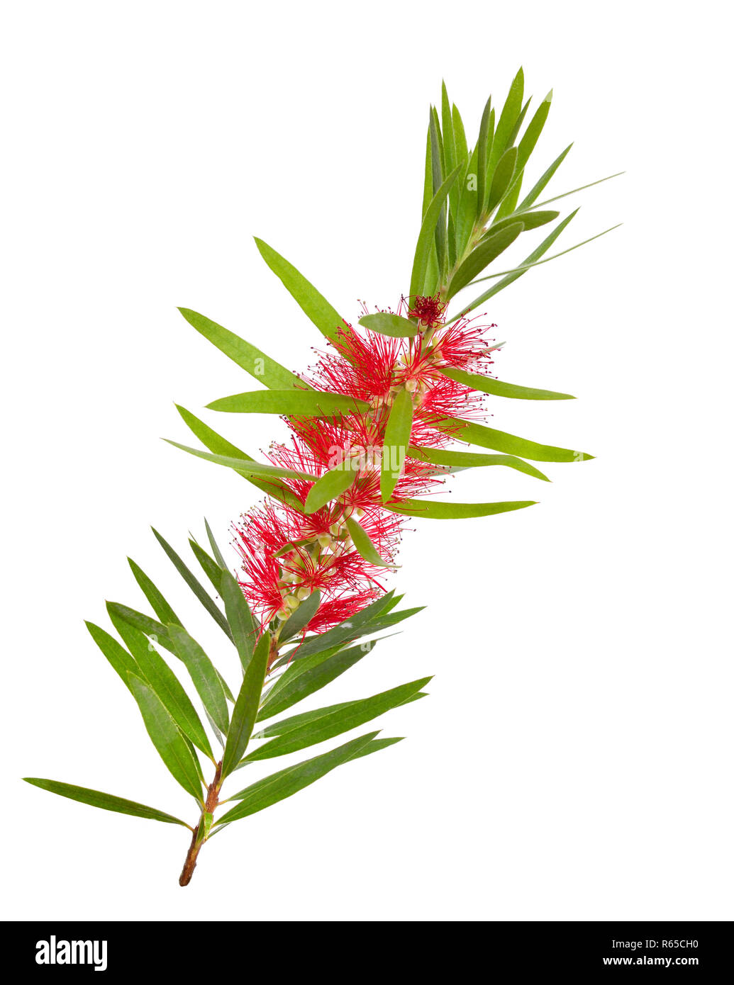 Rameau de l'arbre à thé Melaleuca avec fleurs. Isolé sur fond blanc. Banque D'Images