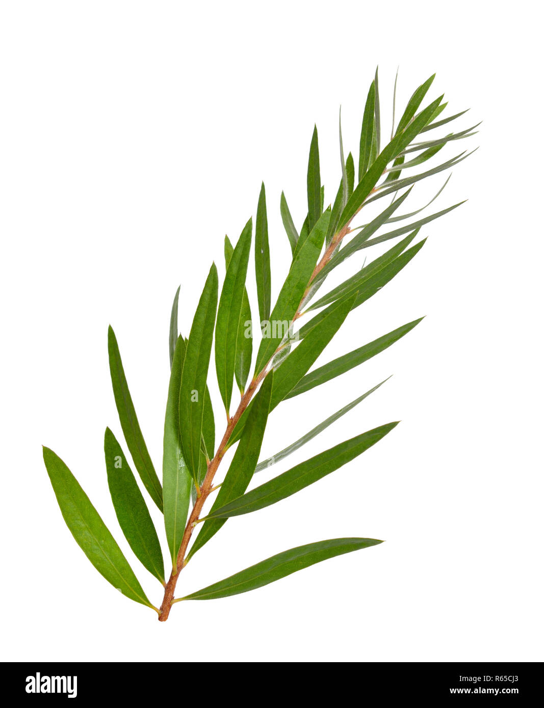 L'arbre à thé Melaleuca rameau. Isolé sur fond blanc. Banque D'Images