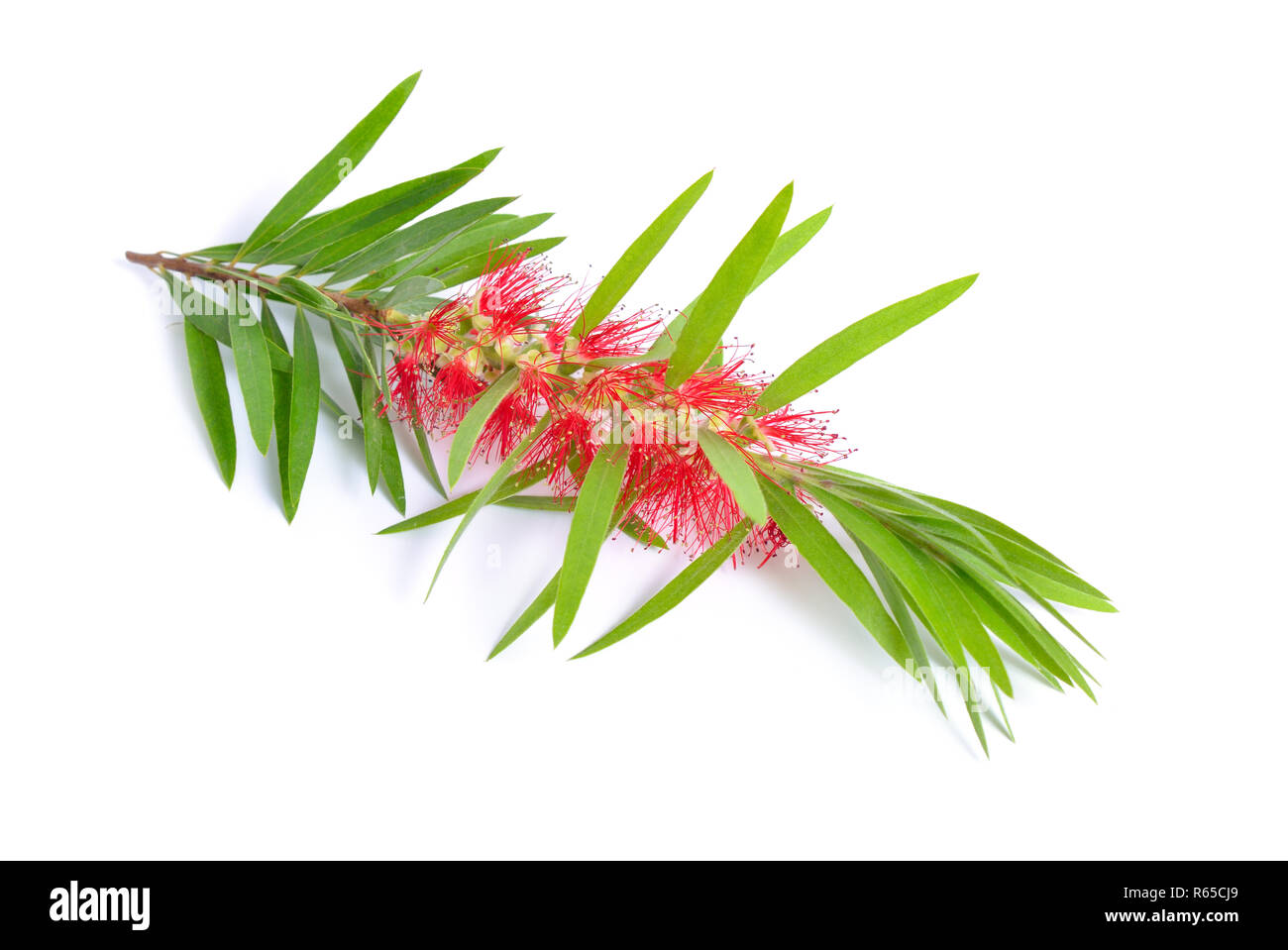 Rameau de l'arbre à thé Melaleuca avec fleurs. Isolé sur fond blanc. Banque D'Images