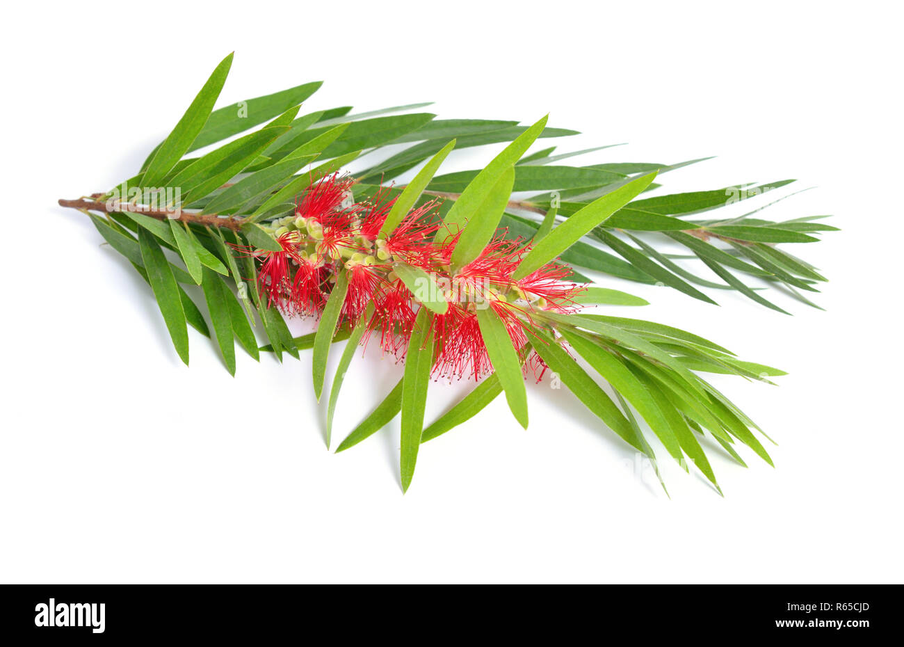 Rameau de l'arbre à thé Melaleuca avec fleurs. Isolé sur fond blanc. Banque D'Images
