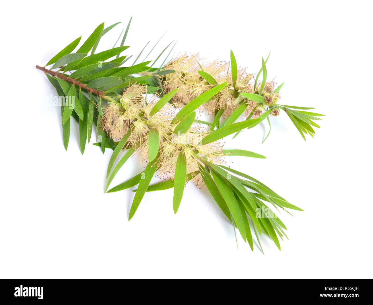 Rameau de l'arbre à thé Melaleuca avec fleurs. Isolé sur fond blanc. Banque D'Images