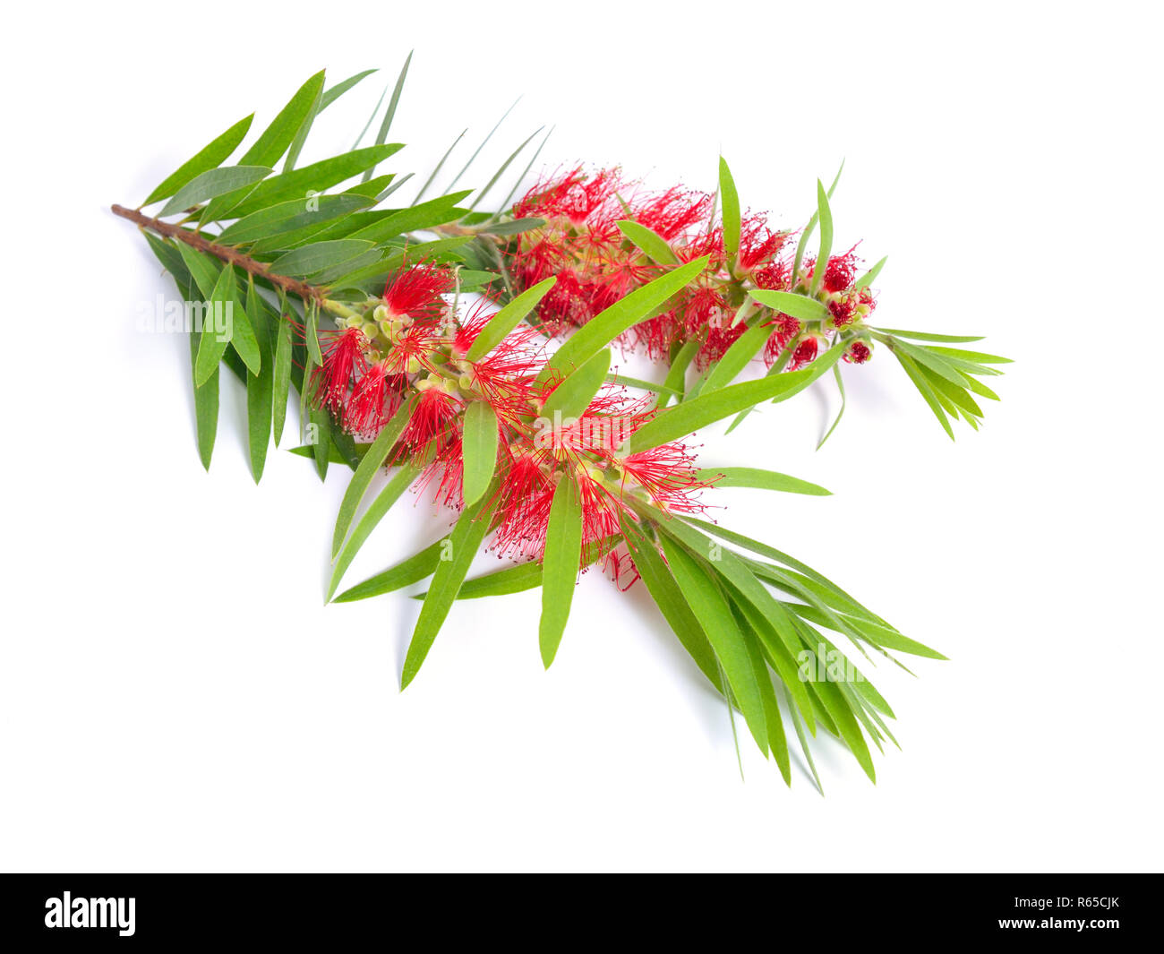 Rameau de l'arbre à thé Melaleuca avec fleurs. Isolé sur fond blanc. Banque D'Images