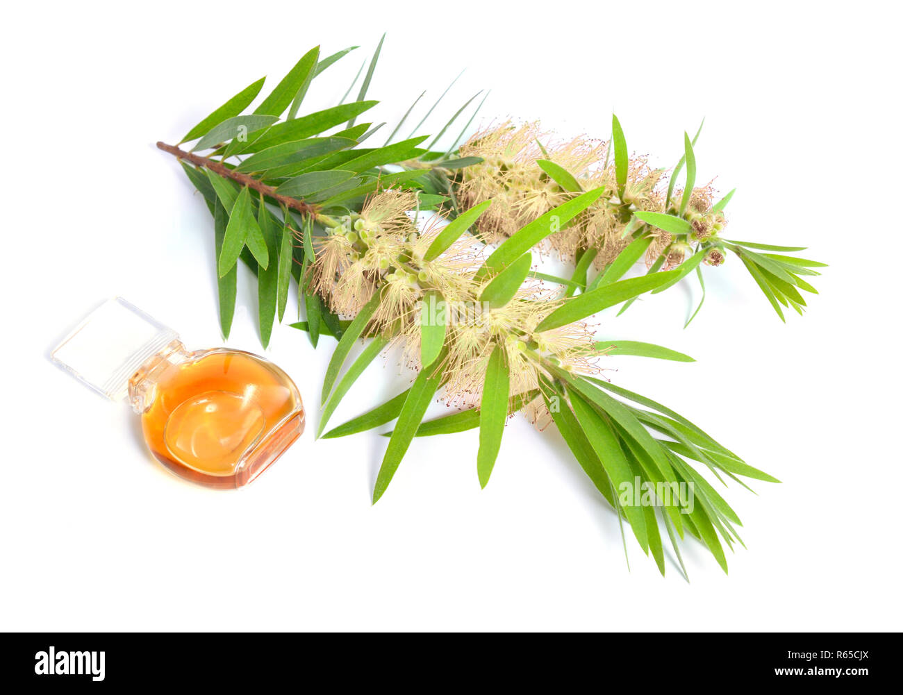 Melaleuca huile essentielle avec rameau. Isolé sur fond blanc. Banque D'Images