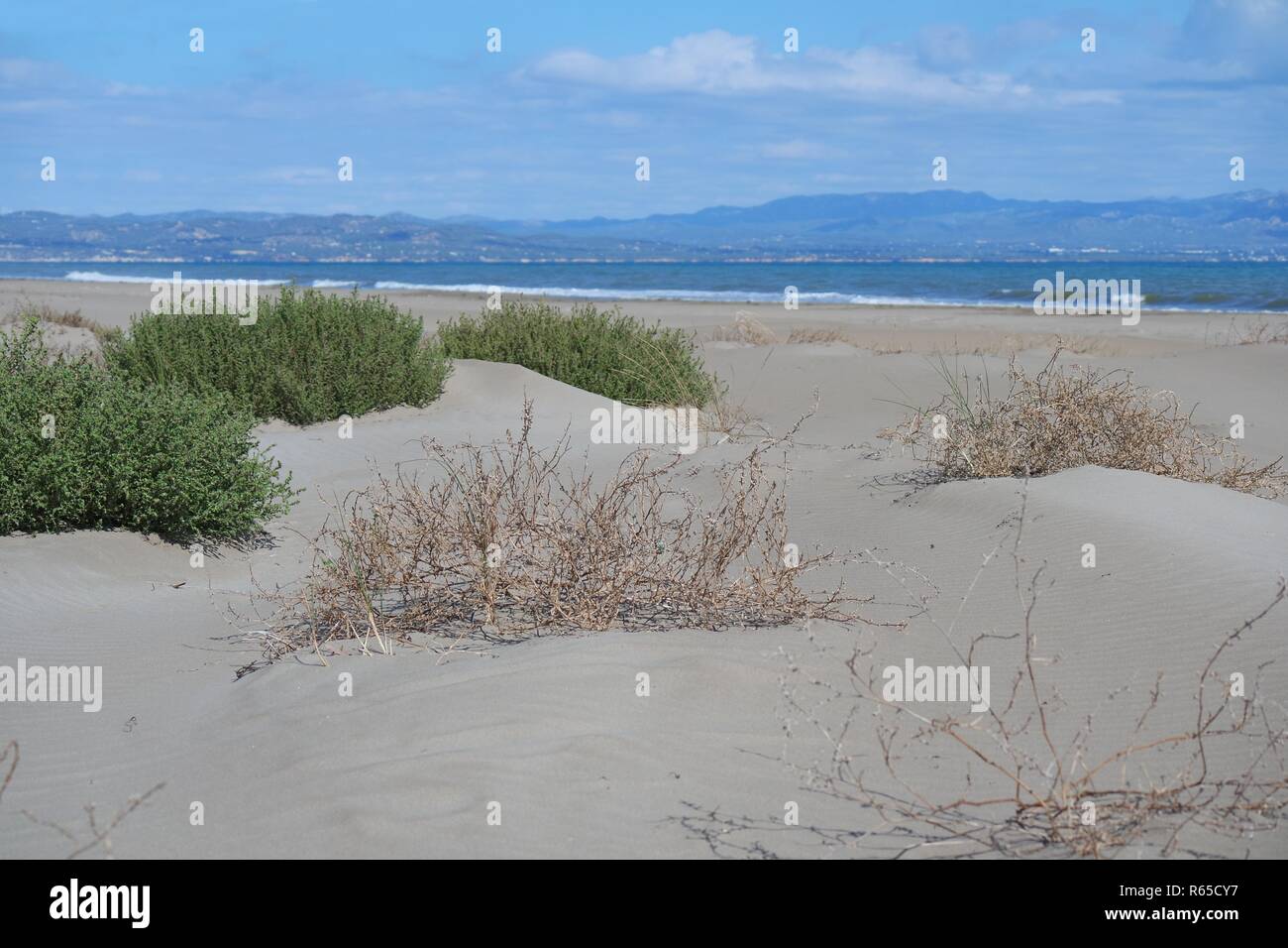 Dunes de sable dans le parc naturel delta de l'Ebre Banque D'Images