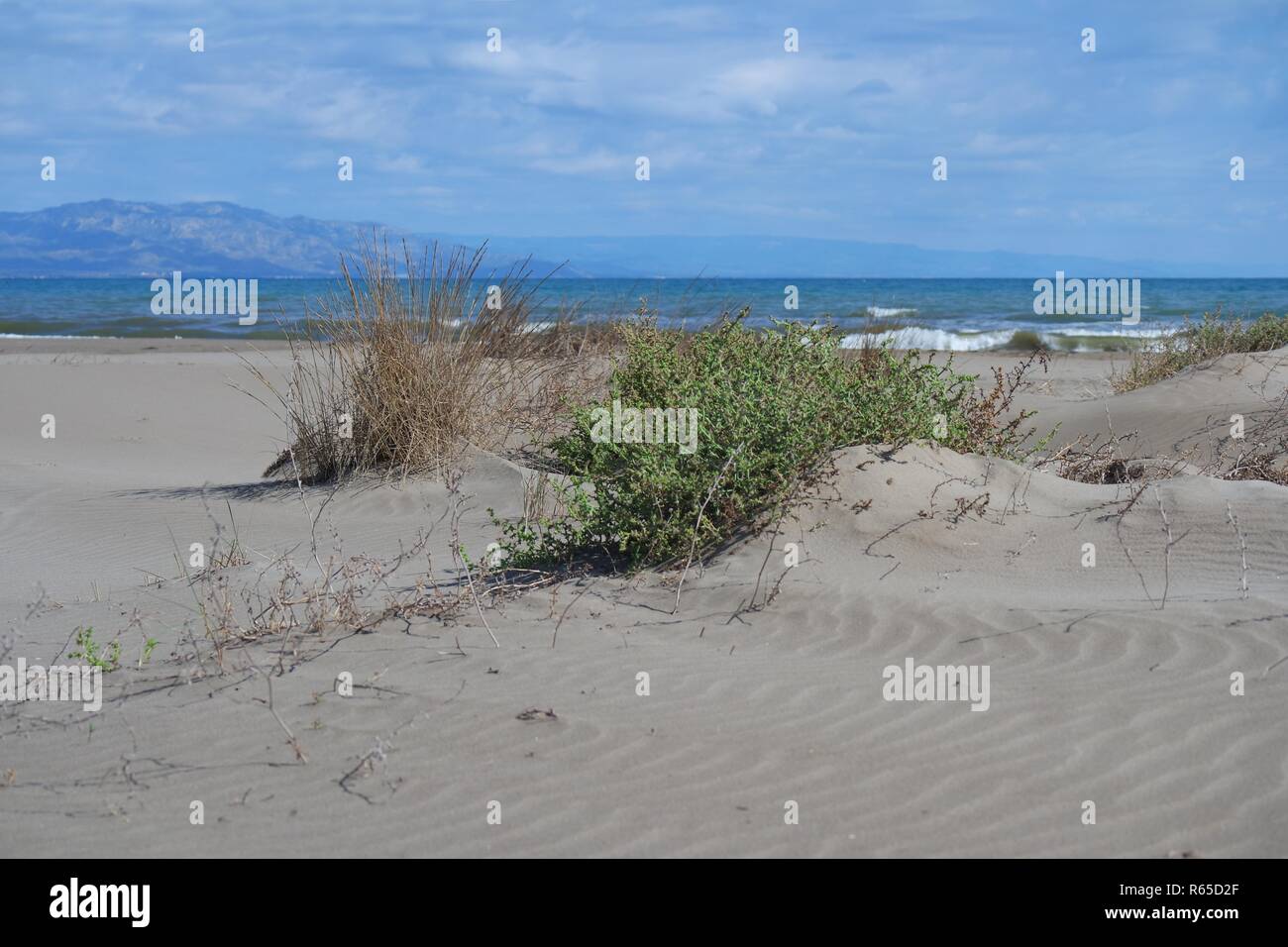 Dunes de sable dans le parc naturel delta de l'Ebre Banque D'Images