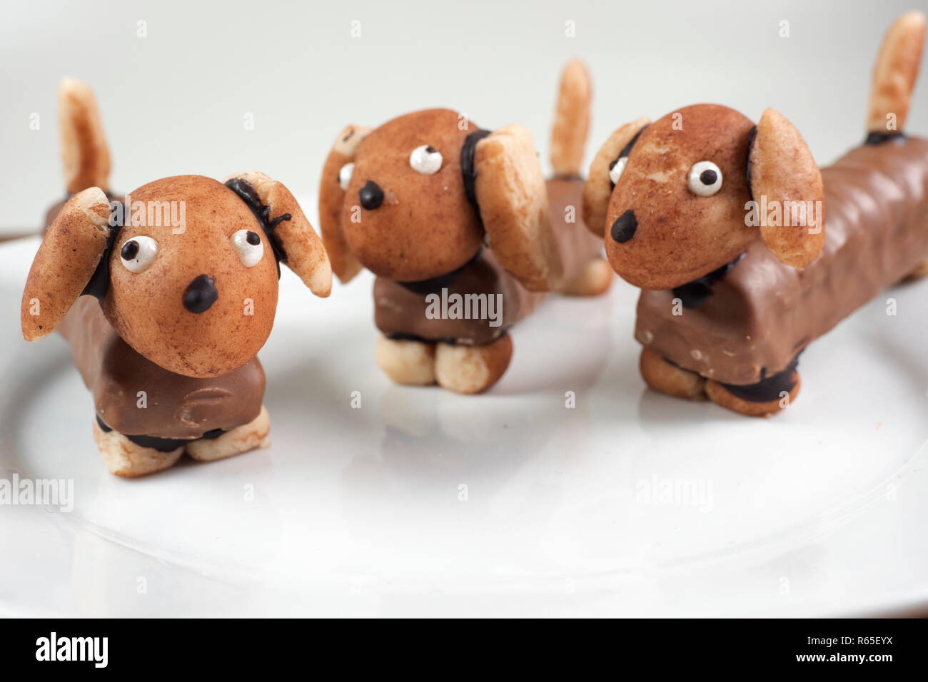 Teckel chocolat Banque D'Images