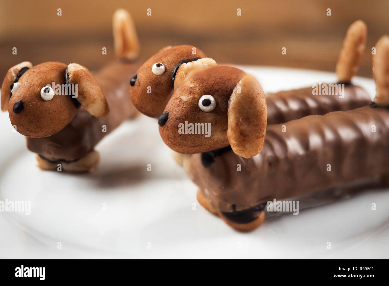 Teckel chocolat Banque D'Images