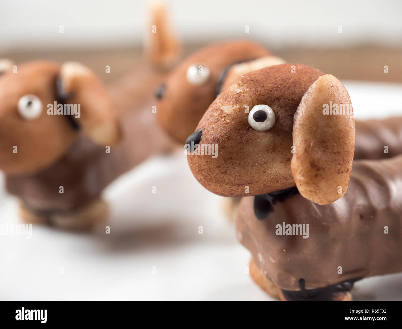 Teckel chocolat Banque D'Images