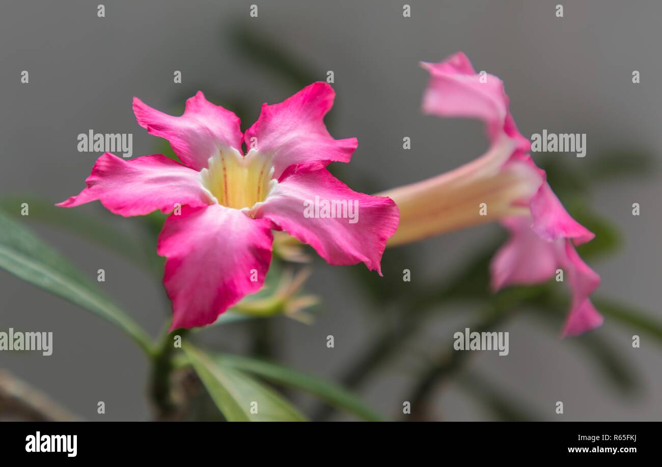 Plante à fleurs rose Adenium obesum également connu sous le nom de Desert Rose. Banque D'Images