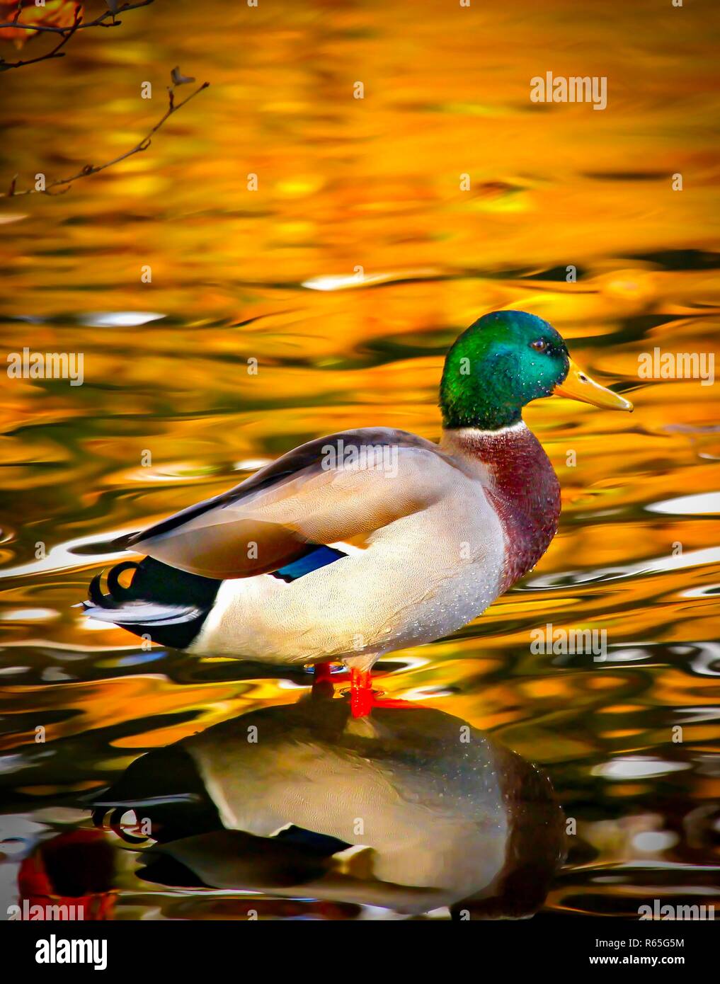 Canard colvert mâle avec un lac d'or brillant sur fond de réservoir dans le Derbyshire en Angleterre Linacer. Banque D'Images