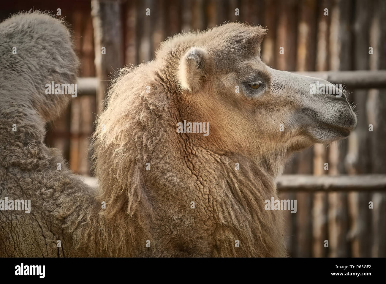 Portrait de Camel Banque D'Images