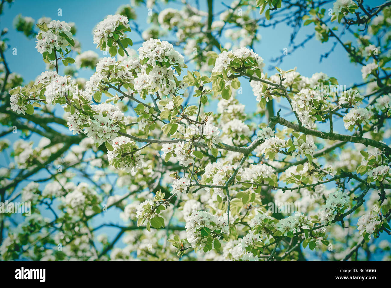 Fleurs de cerisier prune Banque D'Images