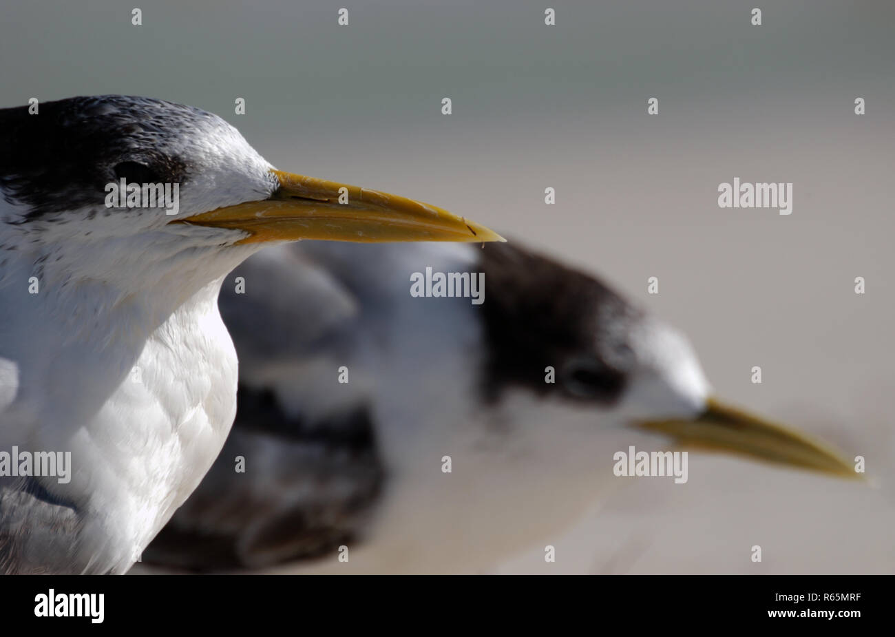 La sterne huppée (THALASSEUS BERGII) Rottnest Island, Australie de l'Ouest Banque D'Images