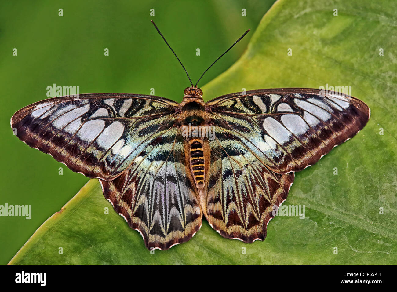 Un marin bleu parthenos sylvia Banque D'Images