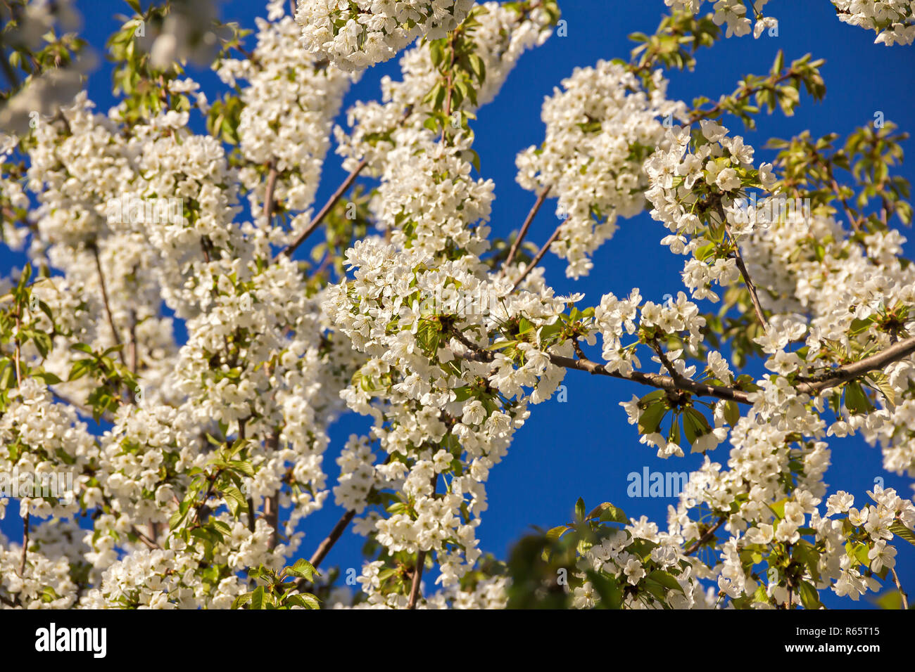 Les cerisiers en fleurs de printemps sur une branche, fleurs blanches, sur fond de ciel vert et naturel Banque D'Images