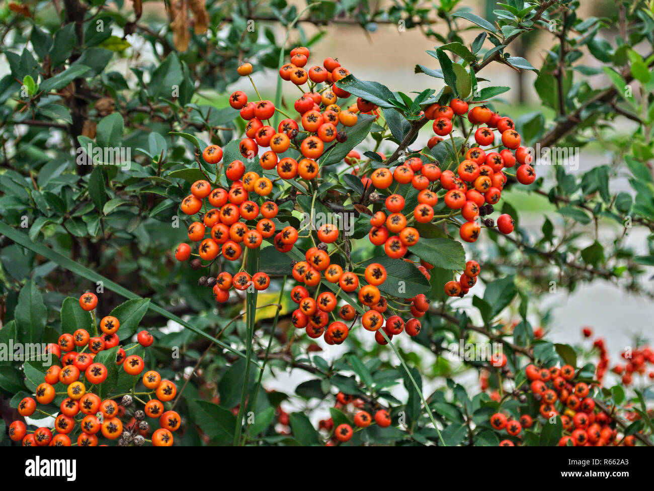 L'abondance des petits fruits orange sur un buisson, temps d'automne Banque D'Images