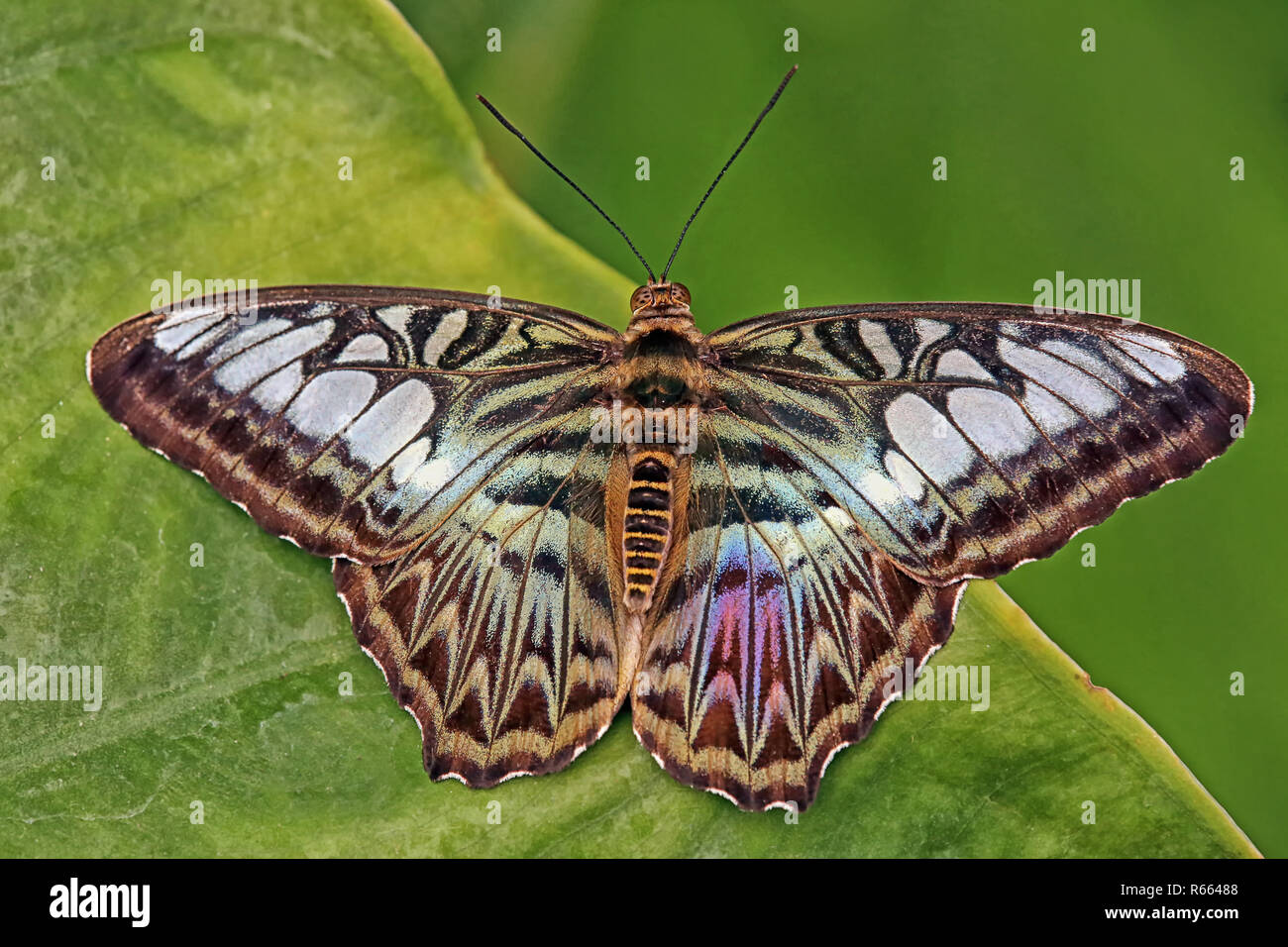 Marin bleu macro parthenos sylvia Banque D'Images