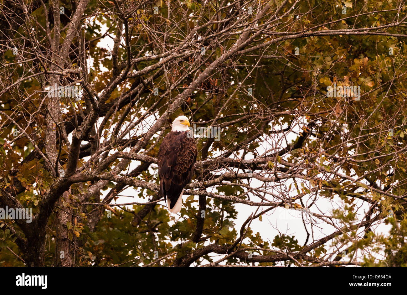 Après les vautours gauche, ce American Bald Eagle ont pleinement profité des reports à gauche. Situé dans la région de Teresita, New York 2018 Banque D'Images