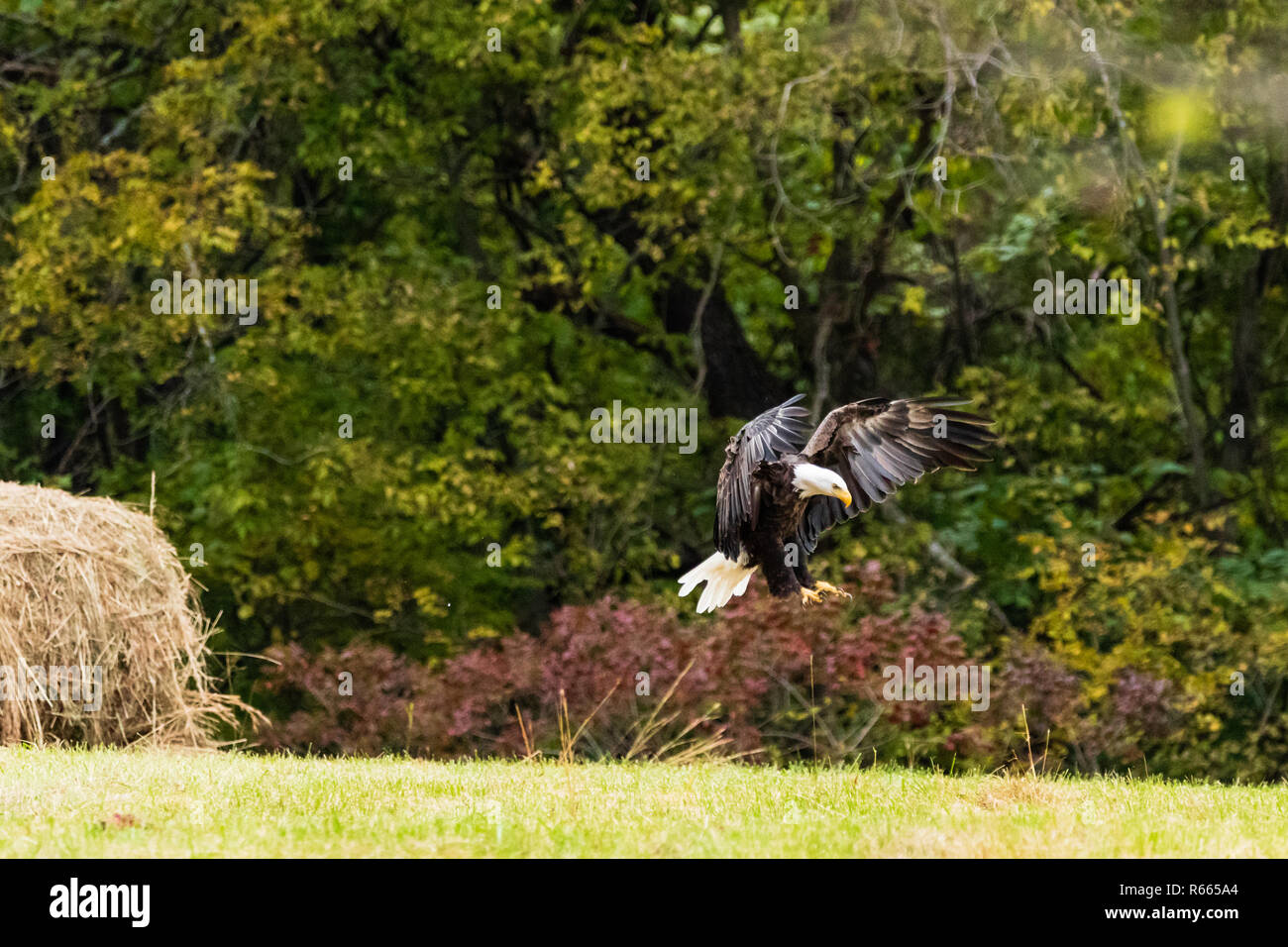 Un aigle à tête d'atterrissage dans un pâturage à tirer parti de certaines que la carcasse a été laissé derrière, situé dans la région de Teresita, New York 2018 Banque D'Images